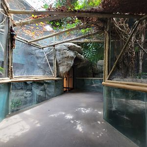 Louisville 5/22 - Herpaquarium, path past American alligator