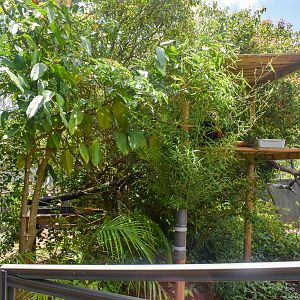 New Red Panda Enclosure