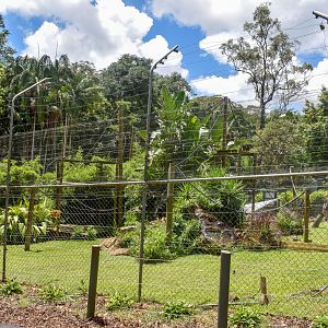 Ruffed Lemur/Radiated Tortoise Enclosure