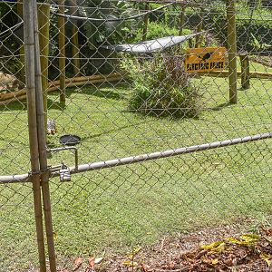 New Radiated Tortoise Yard