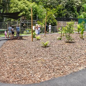 New Landscaping near Sun Bear