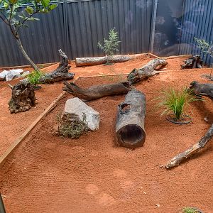 New Bilby Enclosure