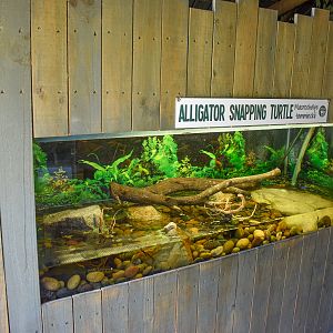 New Alligator Snapping Turtle Enclosure