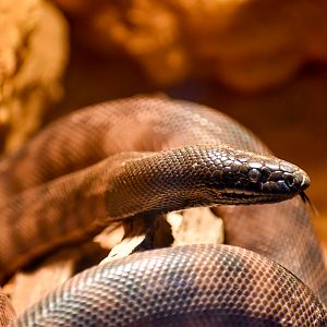 Black-headed Python
