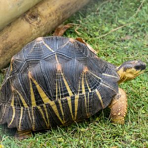 Radiated Tortoise