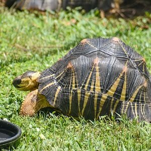Radiated Tortoise