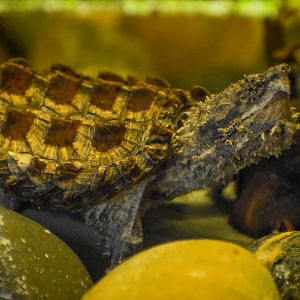 Alligator Snapping Turtle