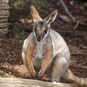 Yellow-footed Rock-Wallaby