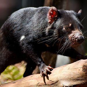 Tasmanian Devil