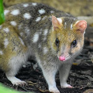 Eastern Quoll