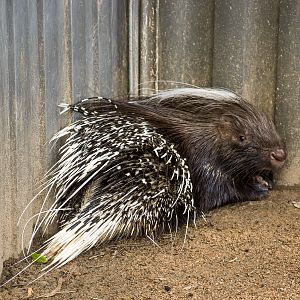 Cape Porcupine