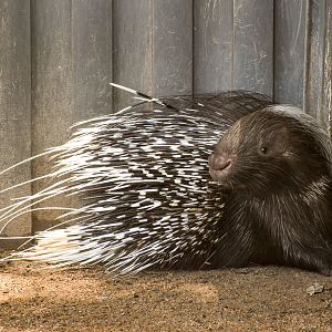 Cape Porcupine
