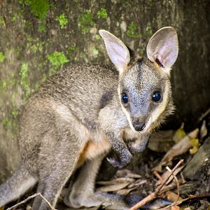 Swamp Wallaby Joey