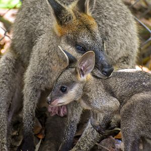 Swamp Wallaby with joey