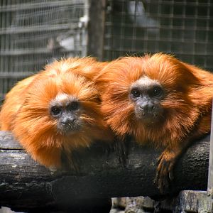 Golden Lion Tamarins
