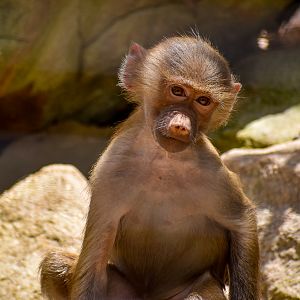 Hamadryas Baboon Infant