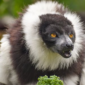 Black-and-white Ruffed Lemur