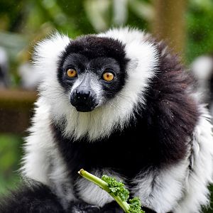 Black-and-white Ruffed Lemur