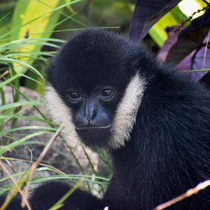 Northern White-cheeked Gibbon