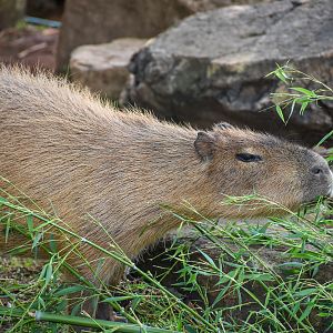 Capybara