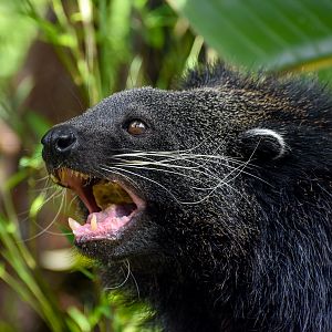 Binturong