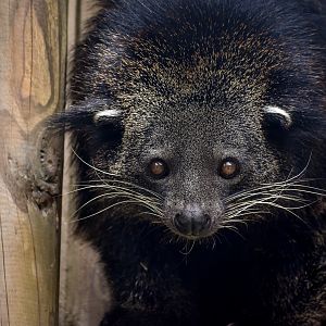 Binturong