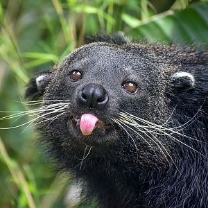 Binturong