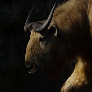 Golden Takin