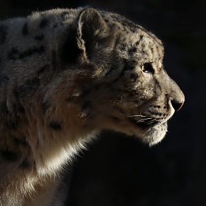 Snow Leopard