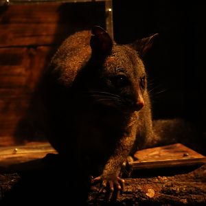 Common brushtail possum