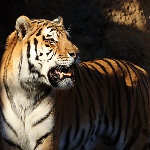 Amur Tiger