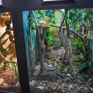 Boyd's Forest Dragon Enclosure