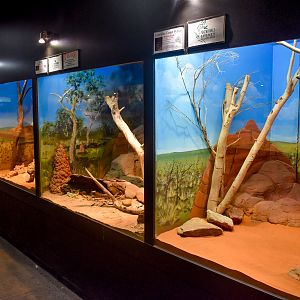 Desert Reptile Enclosure