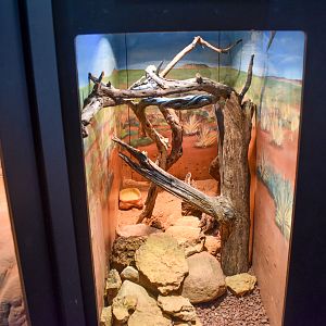 Eastern Pilbara Spiny-tailed Skink Enclosure