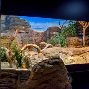 Olive Python Enclosure