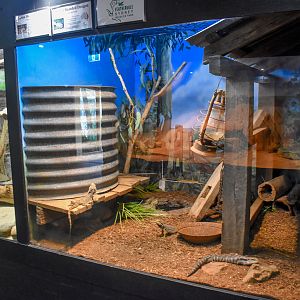 Eastern Bearded Dragon/Bluetongue Enclousure