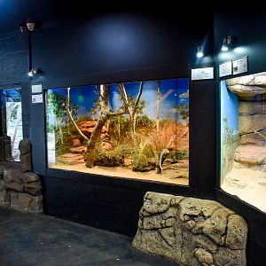 Frilled Lizard Enclosure