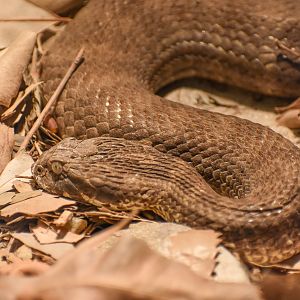 Common Death Adder