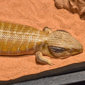 Centralian Bluetongue