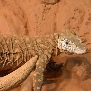 Perentie