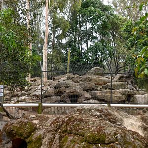 Yellow-footed Rock-Wallaby Enclosure