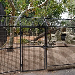 Brush-tailed Rock Wallaby Enclosure