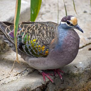 Common Bronzewing