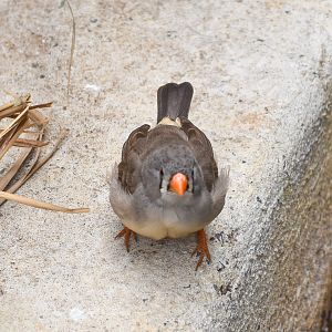 Zebra Finch