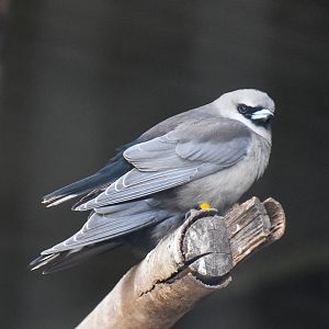 Black-faced Woodswallows