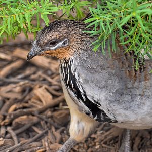 Malleefowl