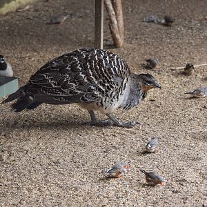 Malleefowl with Zebra Finches