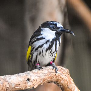White-cheeked Honeyeater