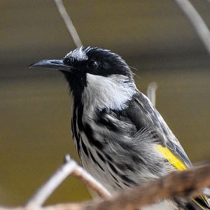 White-cheeked Honeyeater