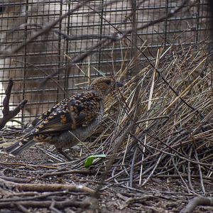 Spotted Bowerbird with bower